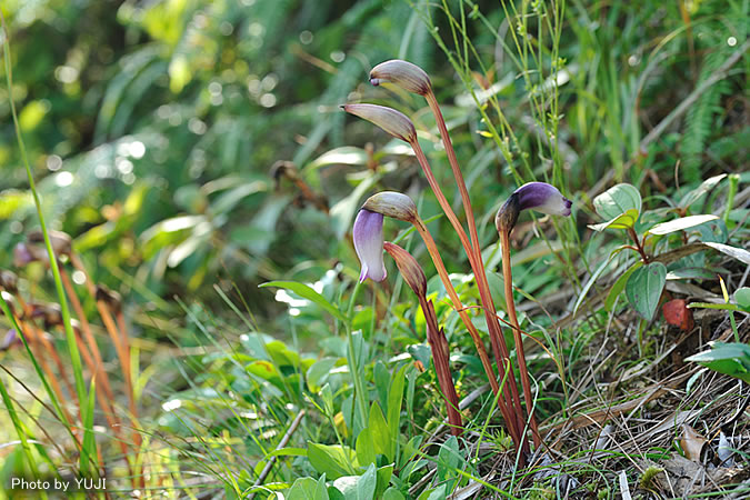 ナンバンギセル Aeginetia indica