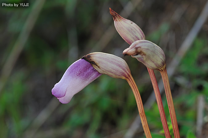 ナンバンギセル Aeginetia indica