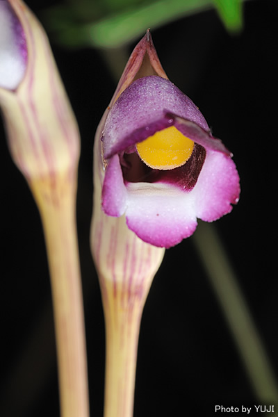 ナンバンギセル Aeginetia indica