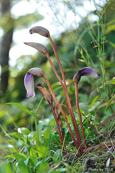 ナンバンギセル Aeginetia indica