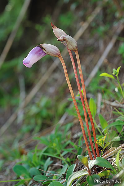 ナンバンギセル Aeginetia indica