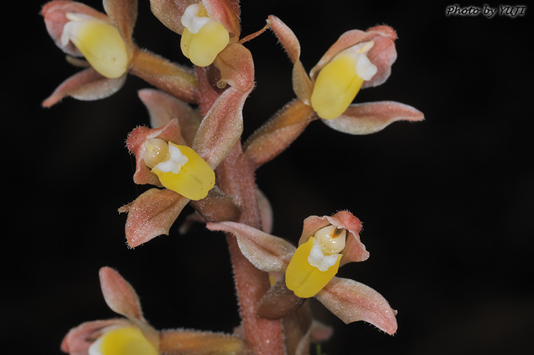 ナンバンキンギンソウ Goodyera grandis