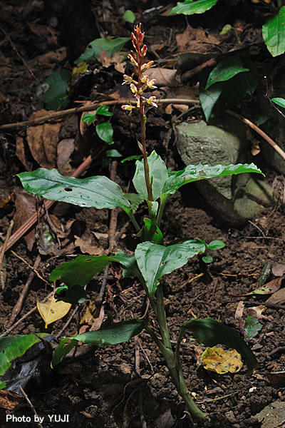 ナンバンキンギンソウ Goodyera grandis