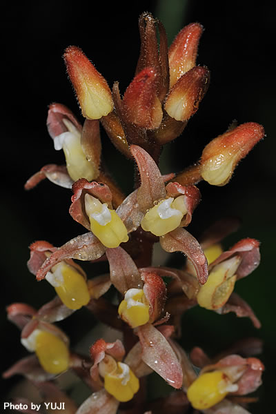 ナンバンキンギンソウ Goodyera grandis