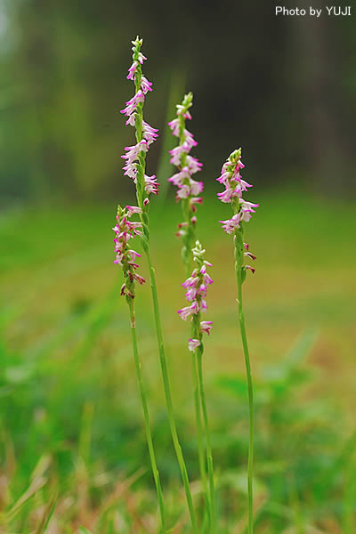 ナンゴクネジバナ Spiranthes sinensis