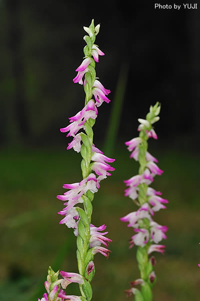 ナンゴクネジバナ Spiranthes sinensis