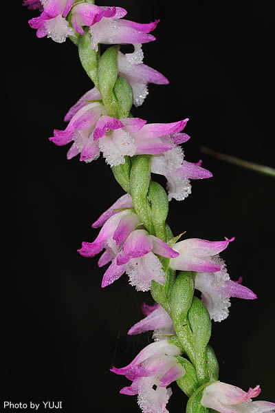 ナンゴクネジバナ Spiranthes sinensis