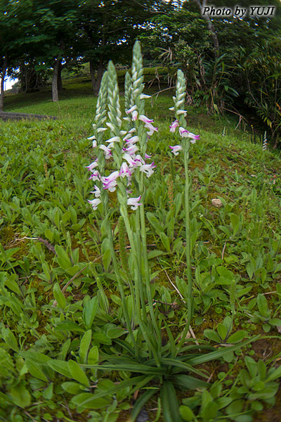 ナンゴクネジバナ Spiranthes sinensis