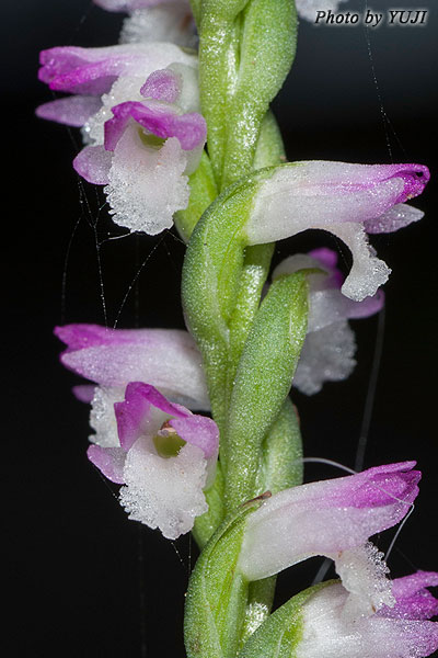 ナンゴクネジバナ Spiranthes sinensis