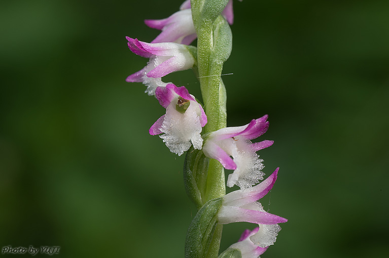 ナンゴクネジバナ Spiranthes sinensis