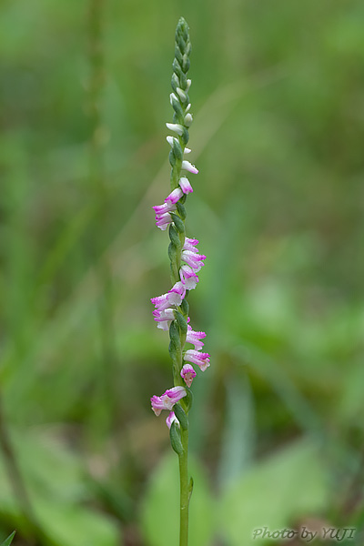 ナンゴクネジバナ Spiranthes sinensis