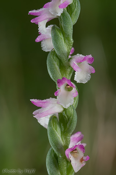 ナンゴクネジバナ Spiranthes sinensis