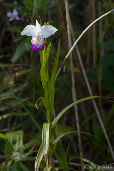 ナリヤラン Arundina graminifolia