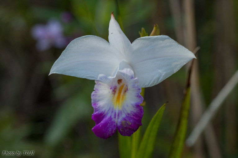 ナリヤラン Arundina graminifolia