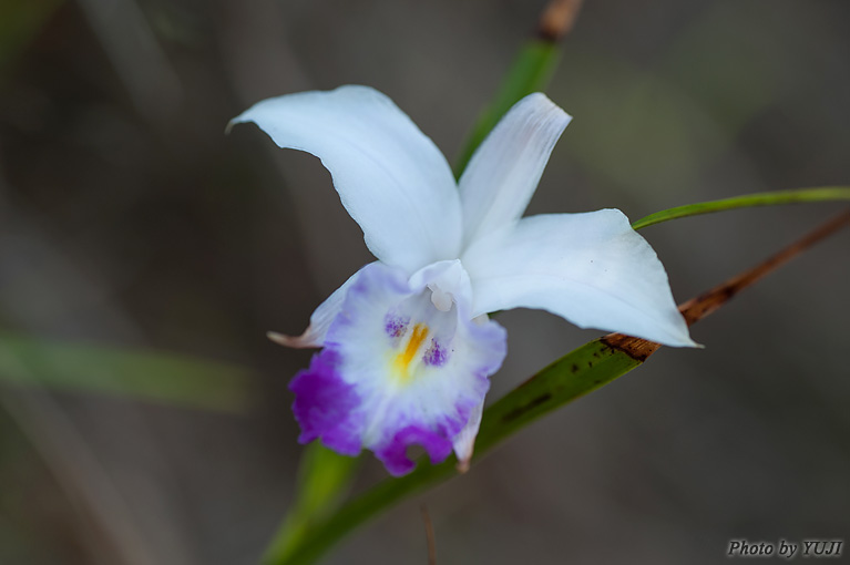 ナリヤラン Arundina graminifolia