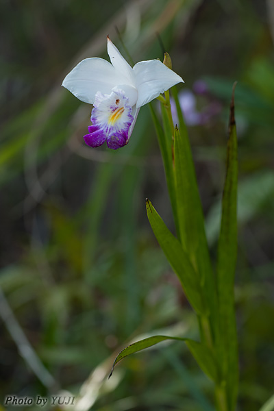 ナリヤラン Arundina graminifolia