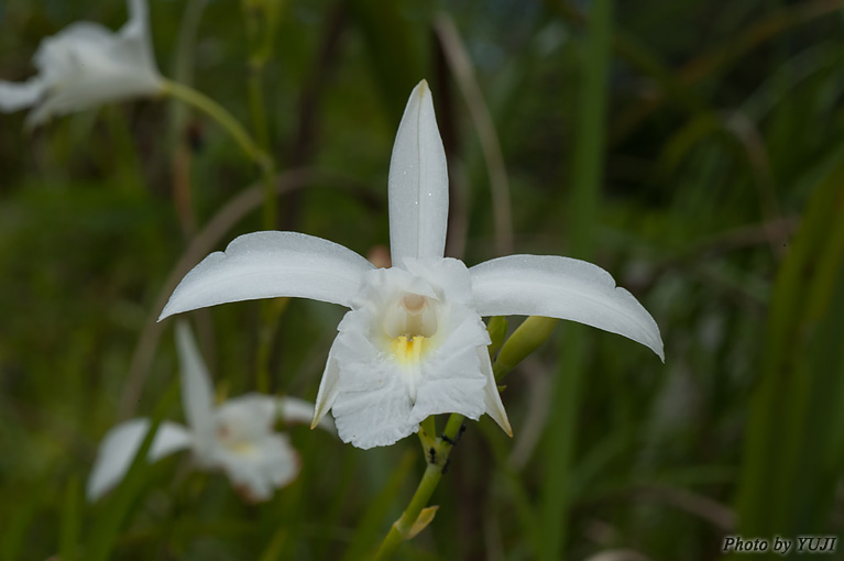 ナリヤラン Arundina graminifolia