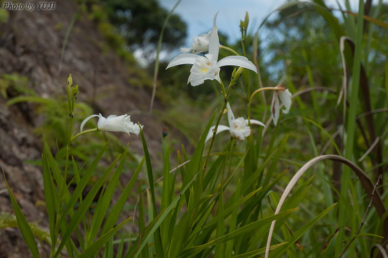 ナリヤラン Arundina graminifolia