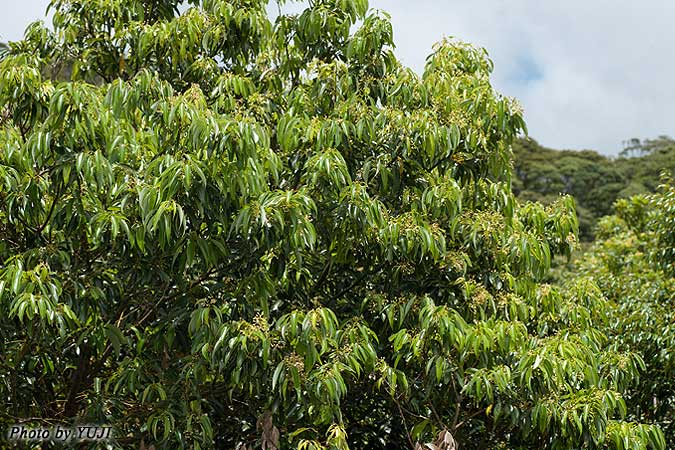 ニッケイ Cinnamomum sieboldii