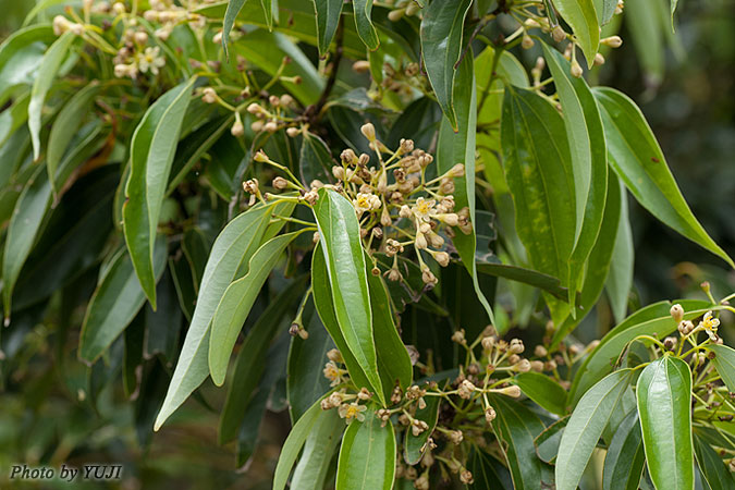 ニッケイ Cinnamomum sieboldii