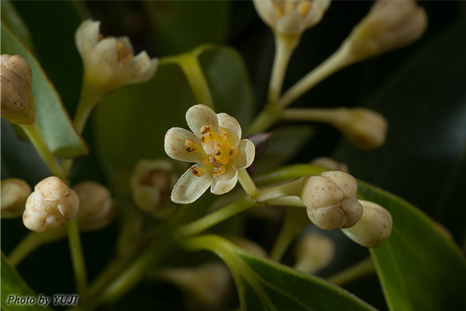 ニッケイ Cinnamomum sieboldii