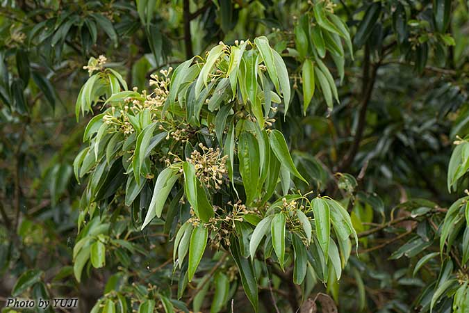 ニッケイ Cinnamomum sieboldii