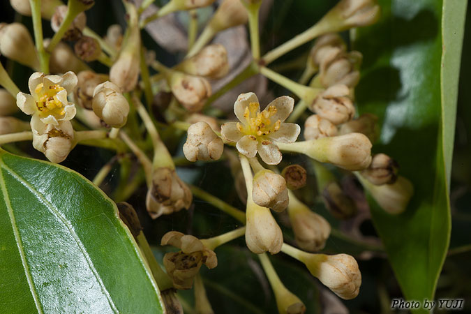 ニッケイ Cinnamomum sieboldii