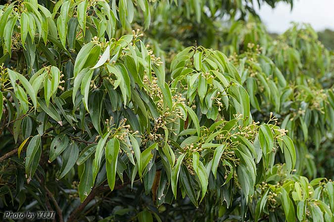 ニッケイ Cinnamomum sieboldii