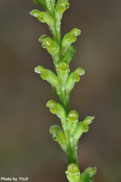 ニラバラン Microtis unifolia