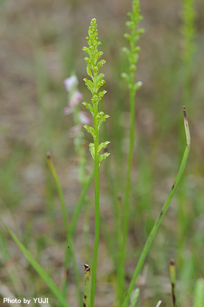 ニラバラン Microtis unifolia