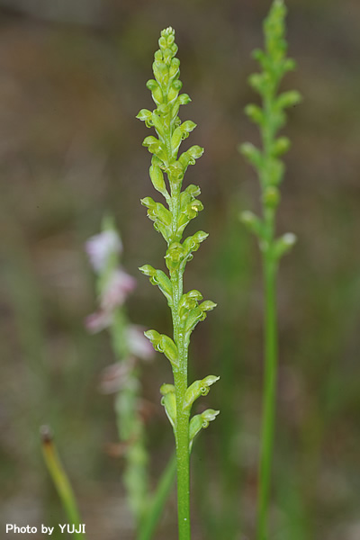 ニラバラン Microtis unifolia