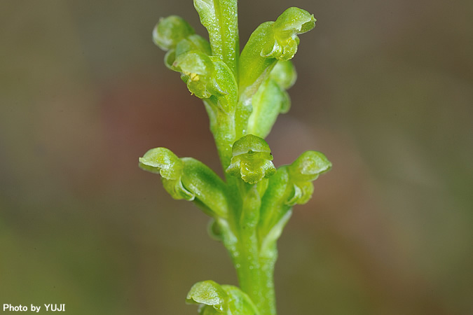 ニラバラン Microtis unifolia