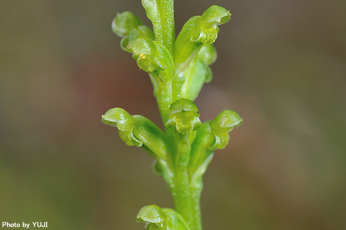 ニラバラン Microtis unifolia
