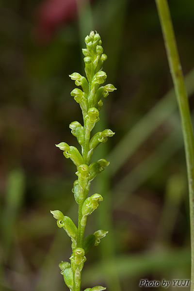 ニラバラン Microtis unifolia