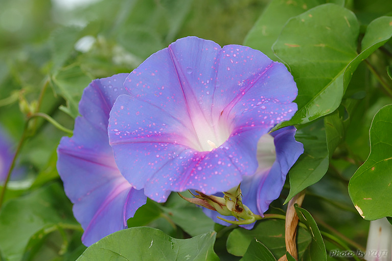 ノアサガオ Ipomoea indica