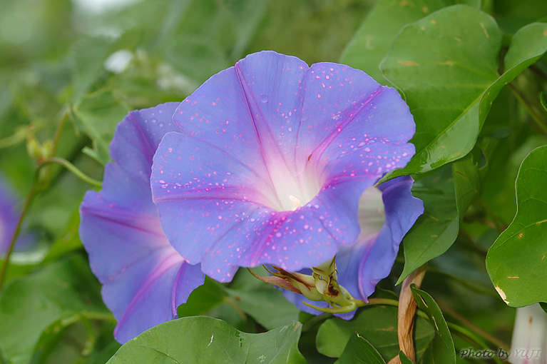 ノアサガオ Ipomoea indica