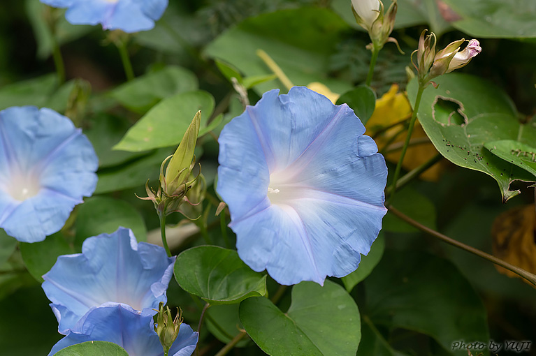 ノアサガオ Ipomoea indica