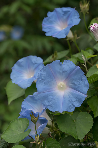 ノアサガオ Ipomoea indica