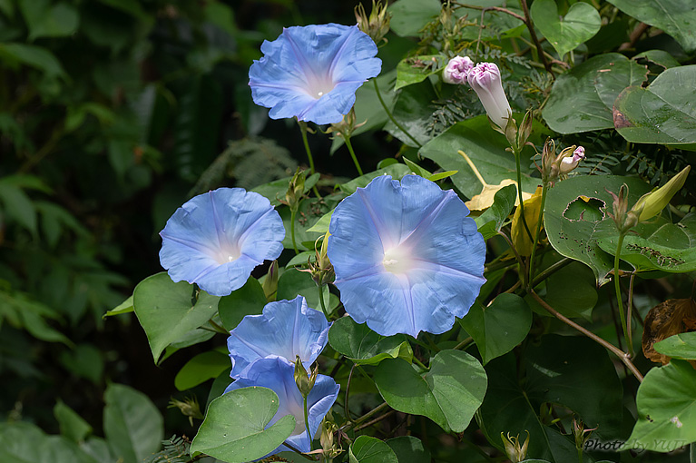 ノアサガオ Ipomoea indica