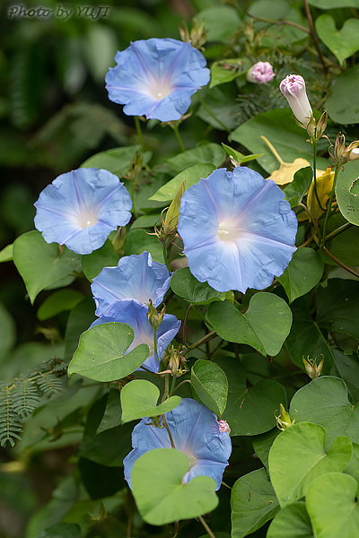 ノアサガオ Ipomoea indica