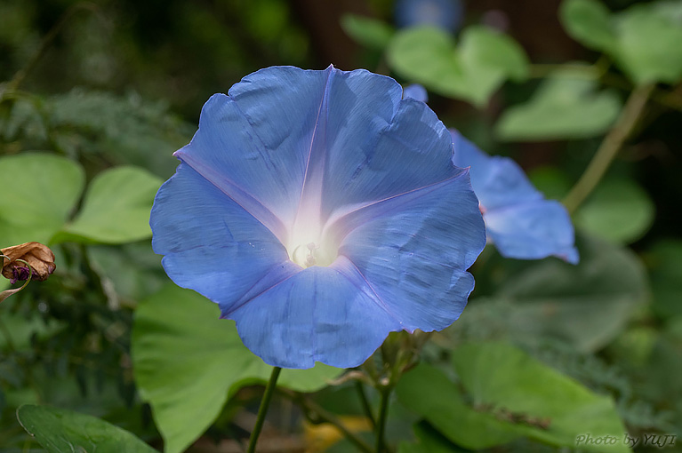 ノアサガオ Ipomoea indica