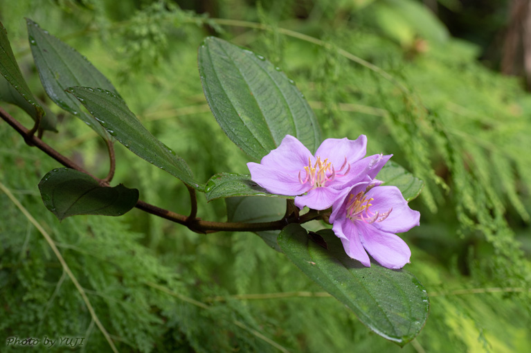 ノボタン Melastoma candidum