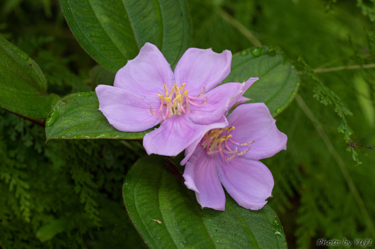 ノボタン Melastoma candidum