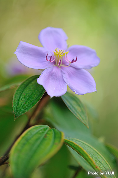 ノボタン Melastoma candidum