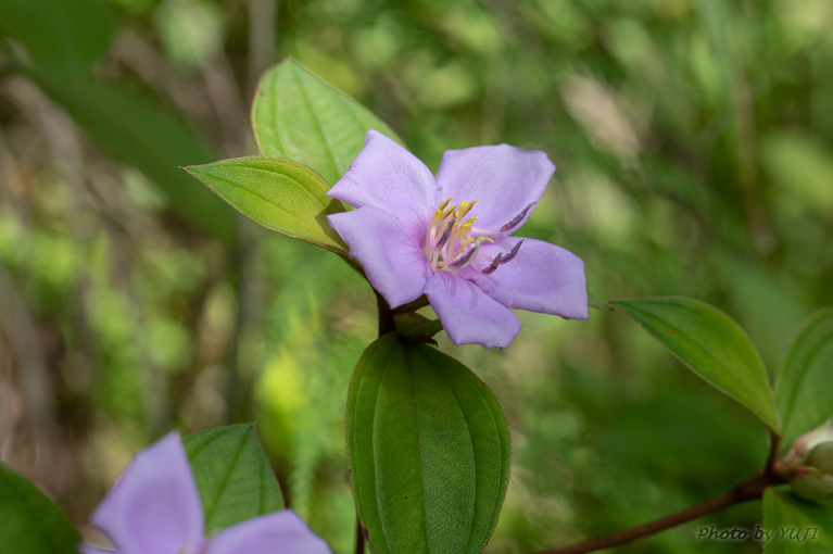 ノボタン Melastoma candidum