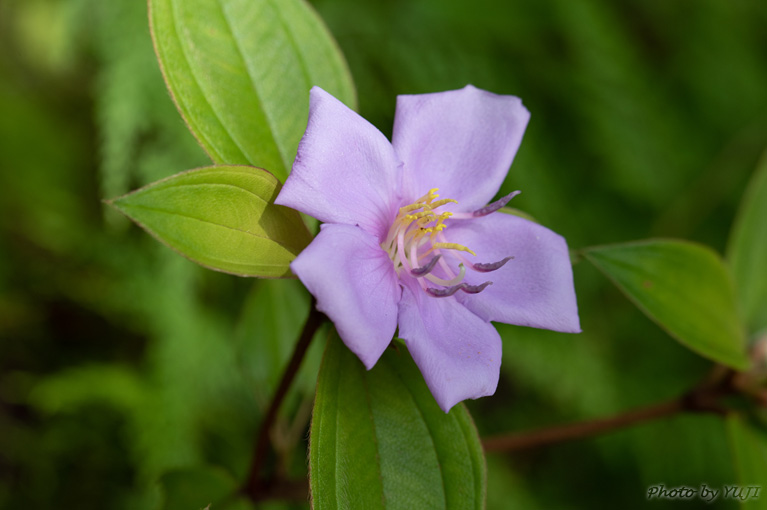 ノボタン Melastoma candidum