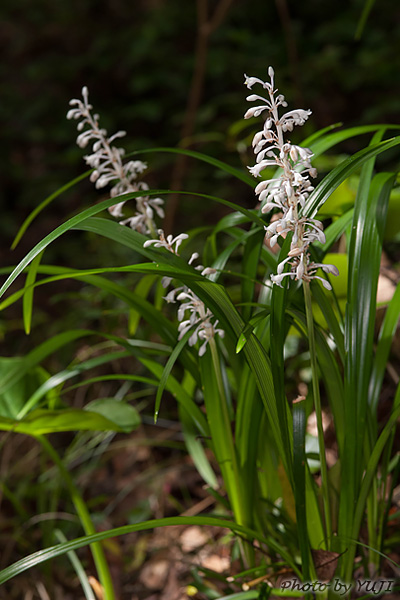 ノシラン Ophiopogon jaburan