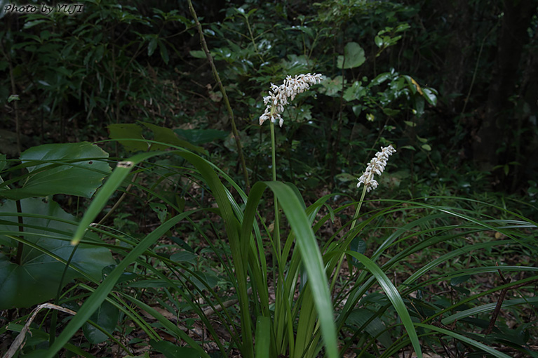 ノシラン Ophiopogon jaburan