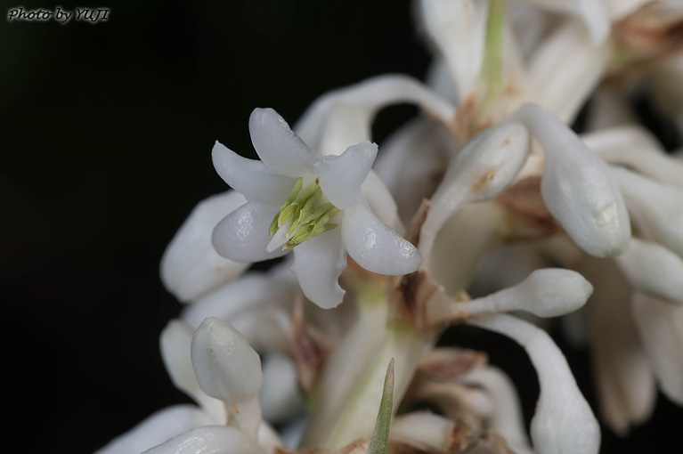 ノシラン Ophiopogon jaburan