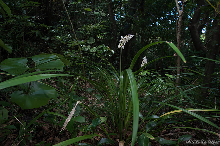 ノシラン Ophiopogon jaburan